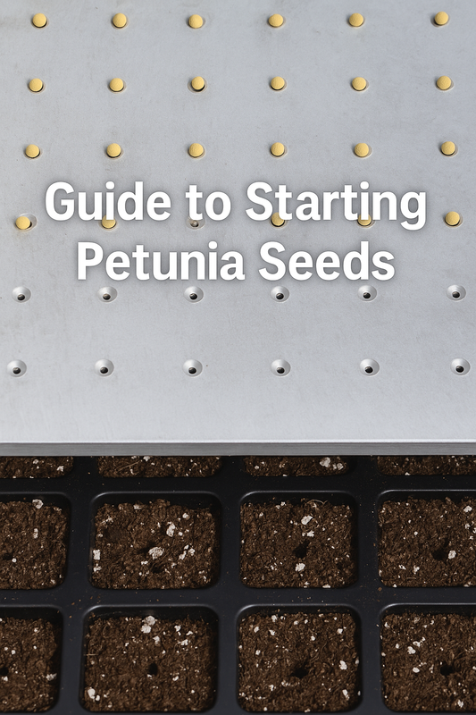 Vacuum seeder placing yellow pelleted petunia seeds into a 288-cell tray filled with soil – guide to starting petunia seeds