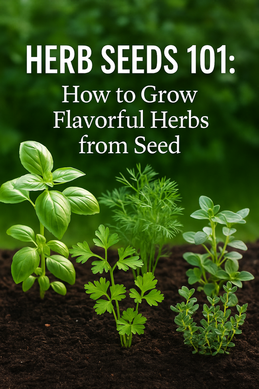 Mixed herb seedlings including basil, thyme, dill, parsley, and oregano growing in fresh garden soil.