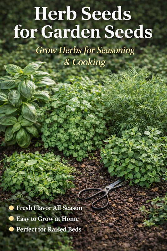 Herb seeds growing in a garden bed with basil, cilantro, dill, and oregano
