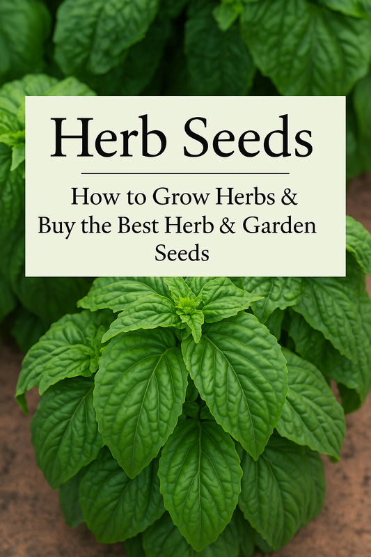 fresh green herb plant grown from seed