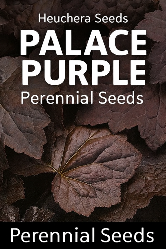 “Heuchera Palace Purple perennial with deep burgundy foliage – a deer-resistant shade-loving plant perfect for borders, containers, and pollinator-friendly gardens.”