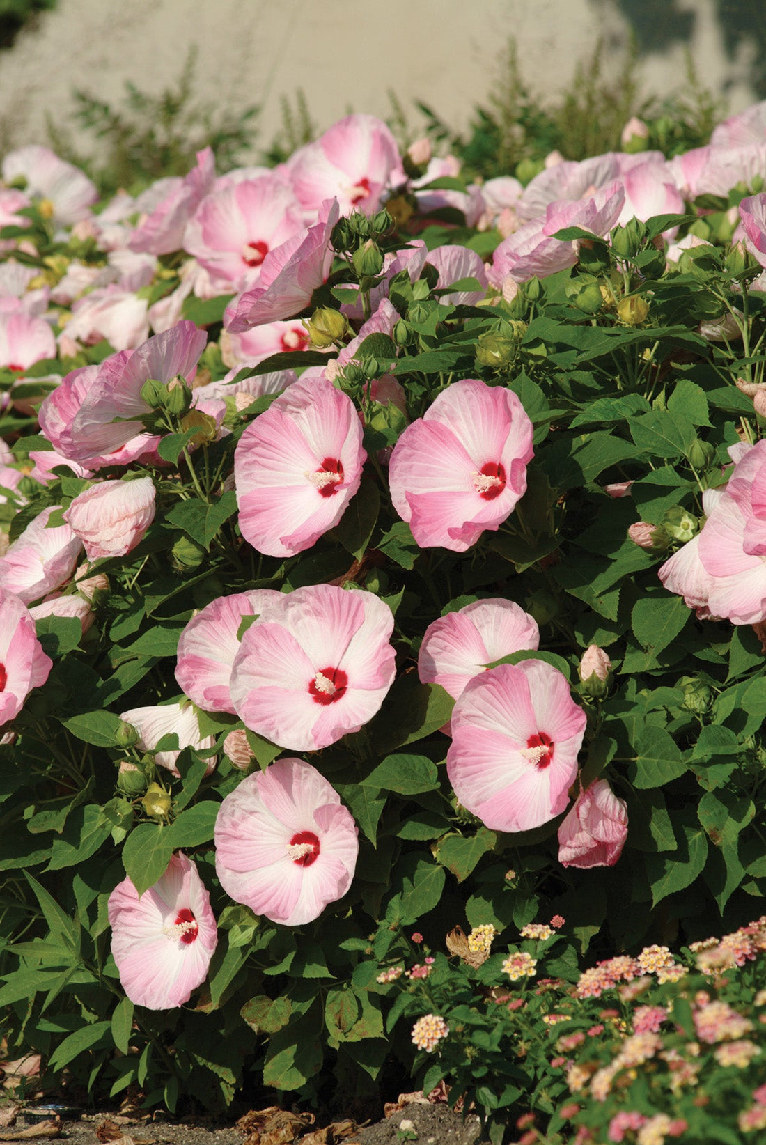 Hibiscus Luna Pink Swirl bloom with white petals swirled with pink and red center