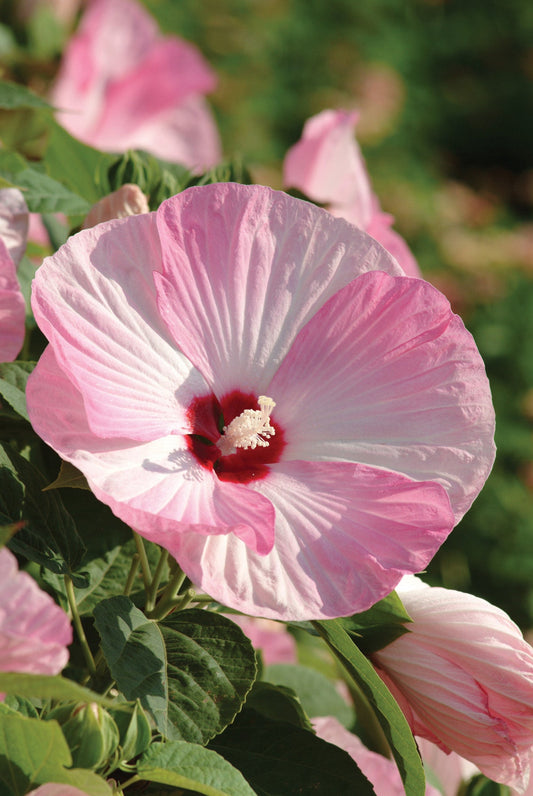 Hibiscus Luna Pink Swirl – large pink blooms with magenta swirls on compact perennial plants