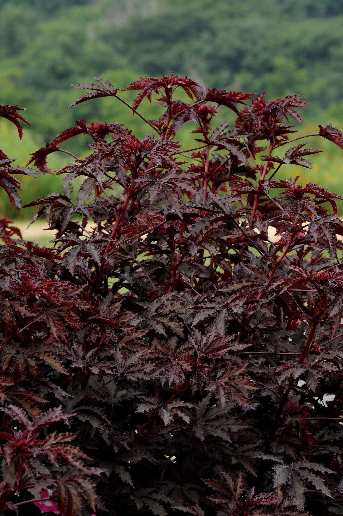 Hibiscus Splendor Mahogany plant with deep burgundy leaves in garden setting