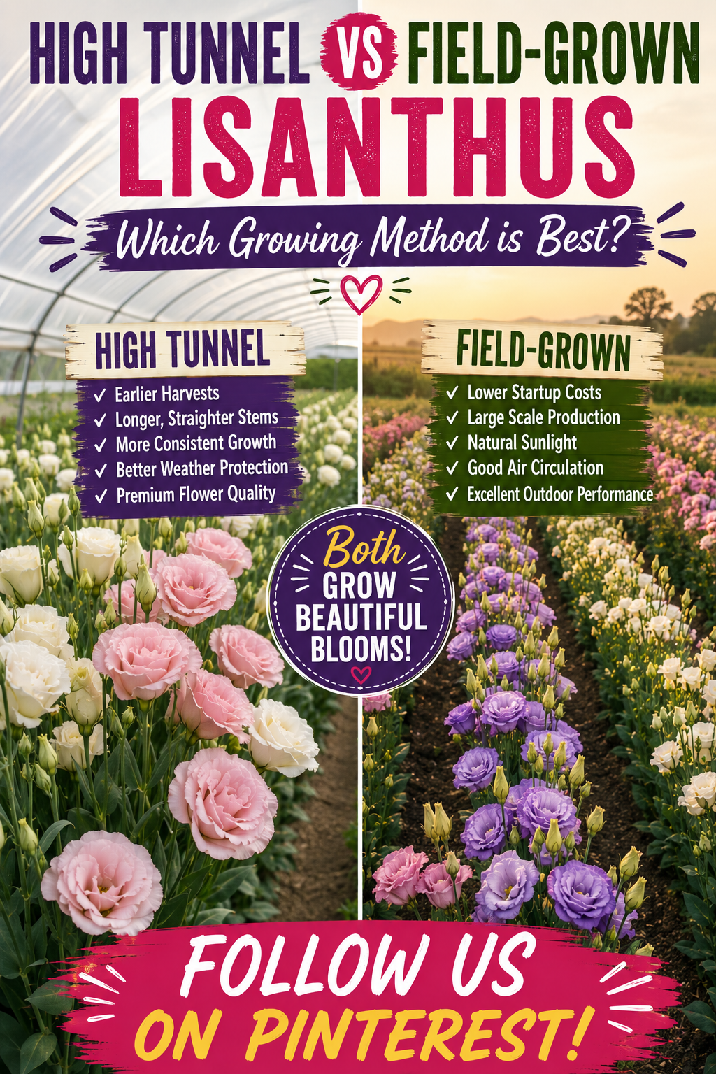 High tunnel and field-grown Lisianthus flowers growing side by side for comparison.