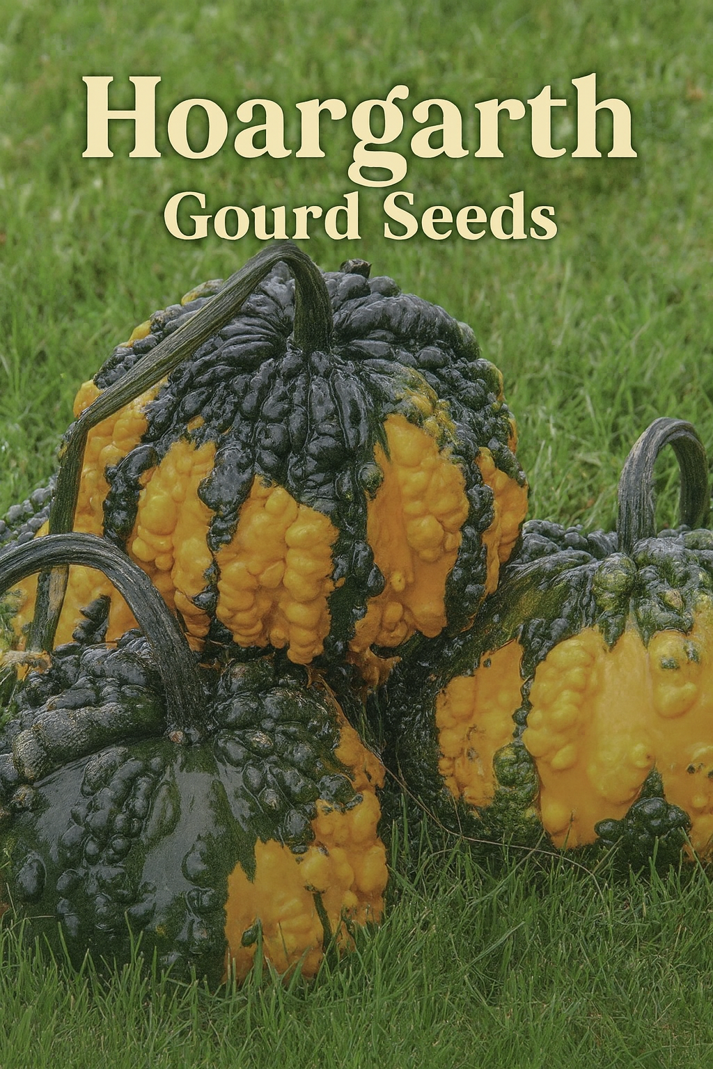 Hoargarth Gourd Seeds showing unique, bumpy, orange-and-green gourds with curved handles, perfect for fall decorations and crafting projects.
