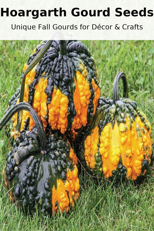 Hoargarth gourd seeds growing in the garden, showing unique long-handled gourds ideal for fall décor and crafting projects.