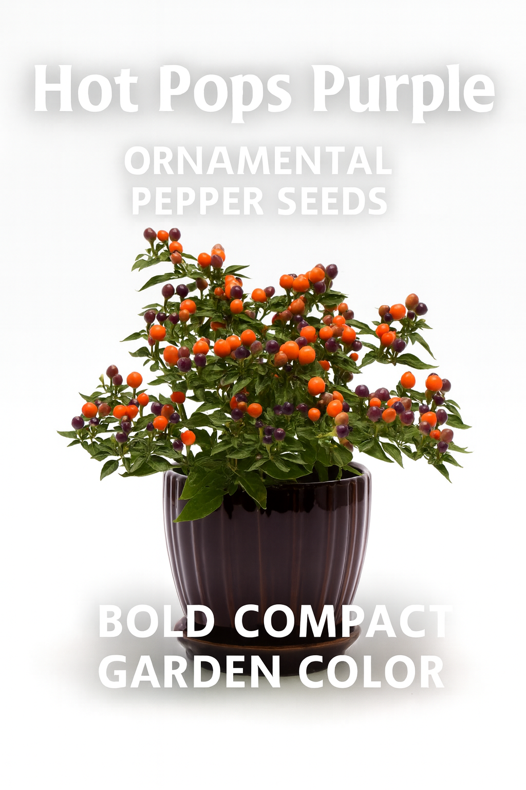 Hot Pops Purple Ornamental Pepper plant in a decorative pot, with peppers ripening in shades of purple and bright orange, creating a bold and compact display for containers and gardens