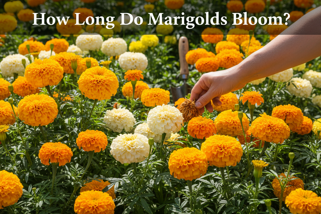 Vibrant African marigolds with large golden and orange pom-pom blooms in a summer garden, with a hand deadheading a spent flower to keep marigolds blooming all season long