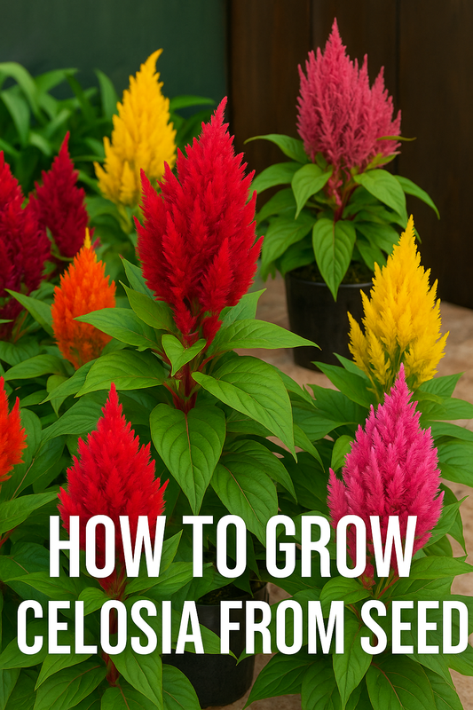 Bright red, yellow, and pink Celosia flowers growing in pots, showing vibrant plumes and healthy green leaves — perfect example of how to grow Celosia from seed