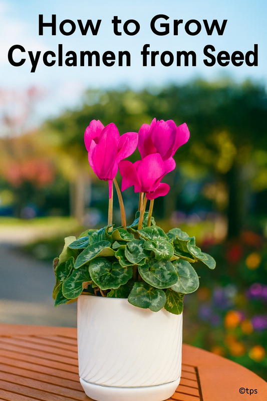 Bright pink cyclamen flowers growing in a white pot, showing healthy leaves and blooms — part of a step-by-step germination and care guide for growing cyclamen from seed