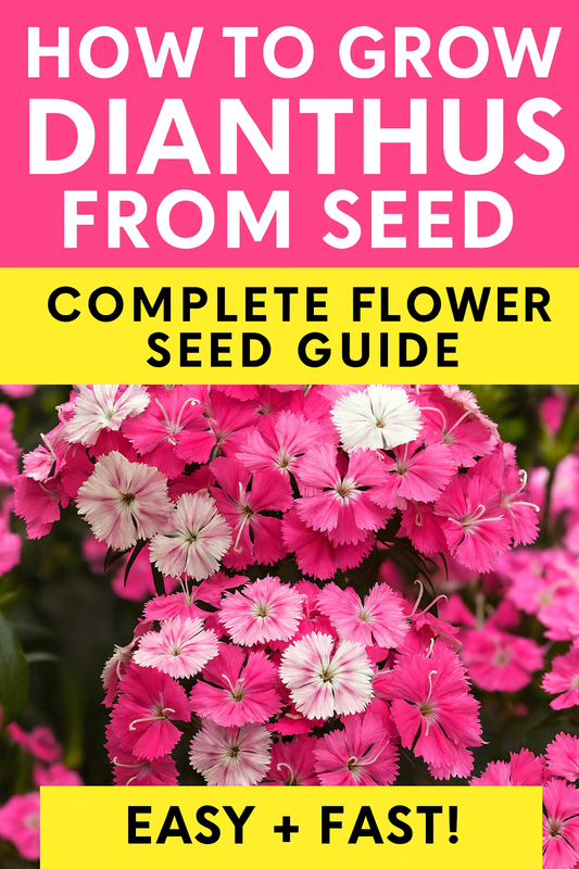 How to grow Dianthus from seed – complete flower seed guide for compact, fragrant blooms.