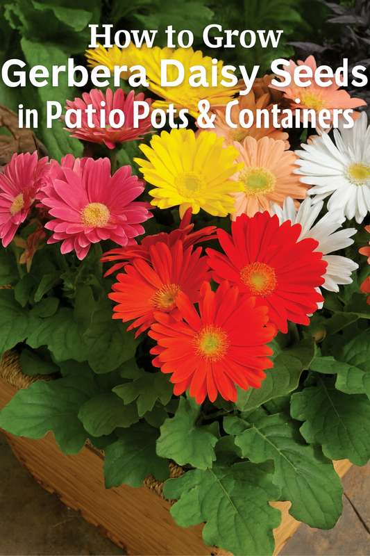 Colorful Gerbera daisies growing in patio pots and containers from seed with bright red, yellow, pink, orange, and white blooms