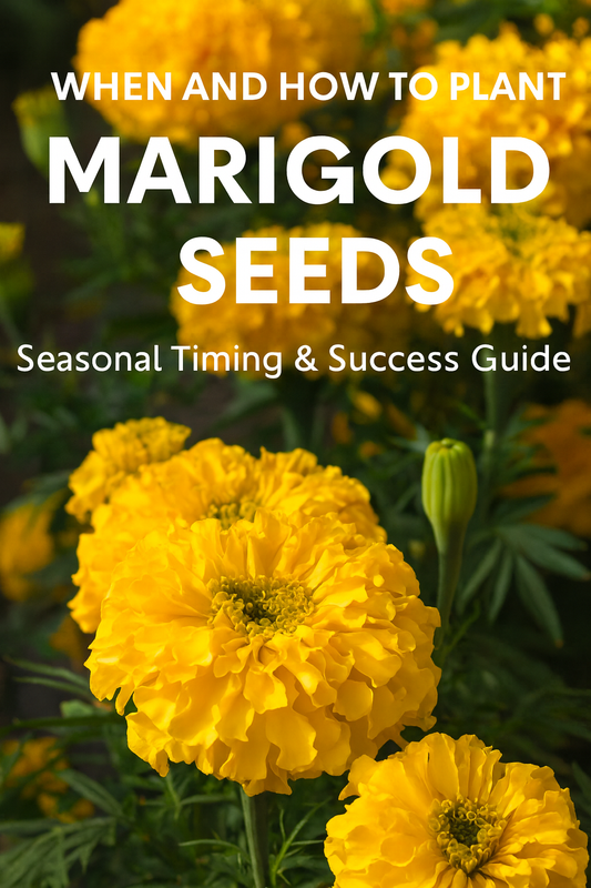 Bright yellow African marigold flowers in full bloom — how to grow marigold seeds with germination, transplant, and care guide.