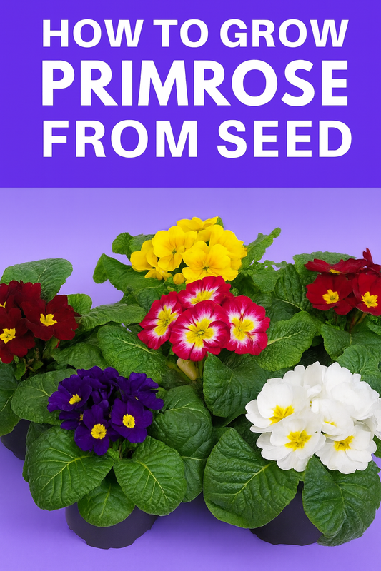 Colorful Primroses in red, yellow, purple, and white blooms — perfect for early spring gardens, shaded planters, and cool-season displays grown from seed