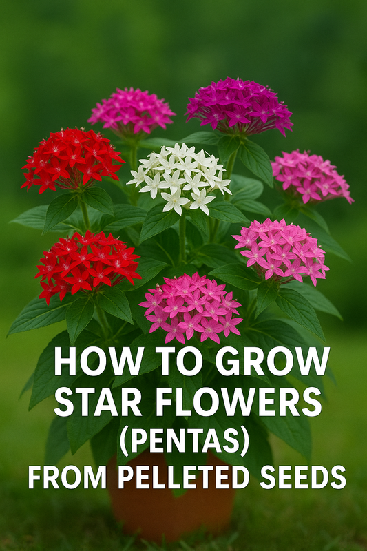 Star Flower Pentas blooming from pelleted seeds in greenhouse trays