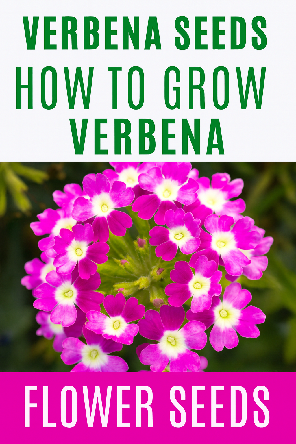 Vibrant purple and white verbena flowers with text overlay reading “How to Grow Verbena Seeds | Complete Flower Seed Guide,” showing summer blooms from seed