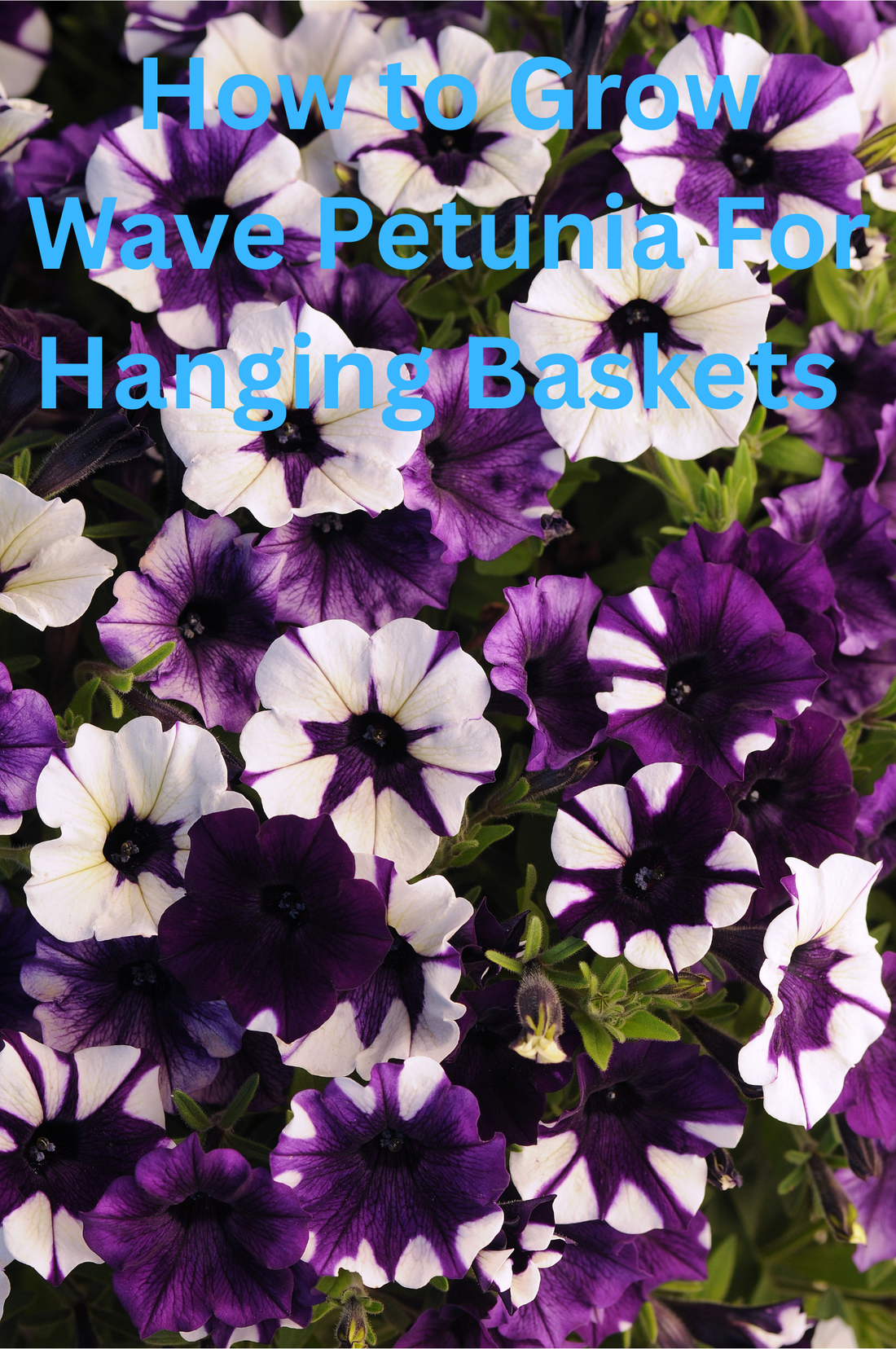 “How to grow Wave Petunia seeds for full, cascading hanging baskets – Easy Wave and Shock Wave petunias grown from seed.”