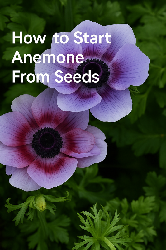 Close-up of purple and red Anemone Mona Lisa blooms with text overlay reading ‘How to Start Anemone From Seeds