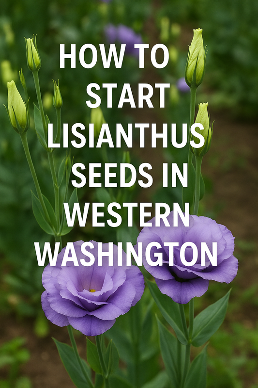 Lisianthus flowers blooming in a Pacific Northwest garden, illustrating how to start Lisianthus seeds in Western Washington for cut flower production.