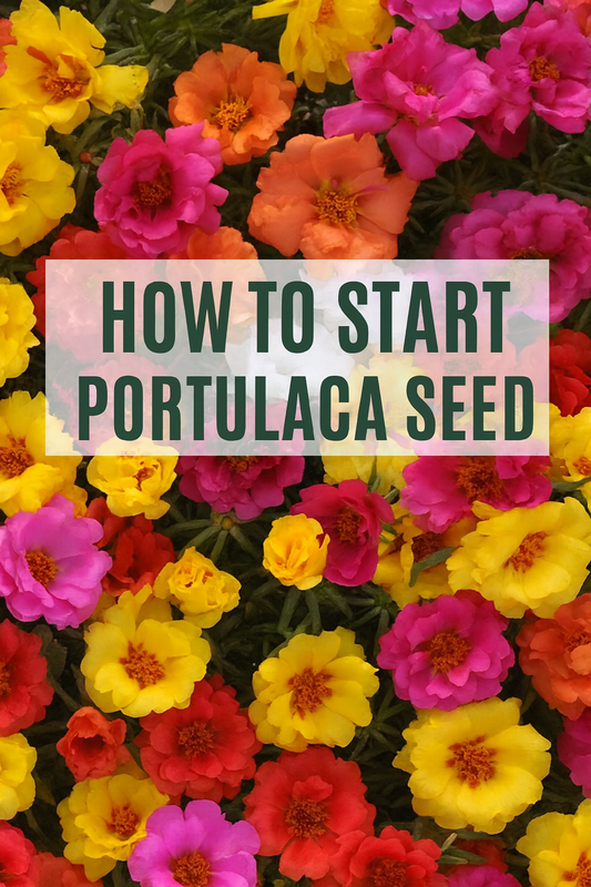 Colorful Portulaca moss rose flowers in full bloom, vibrant shades of pink, yellow, orange, red, and white, used to illustrate how to start Portulaca seeds successfully