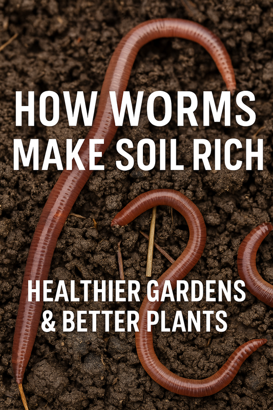 Earthworms improving garden soil structure for healthier plant growth