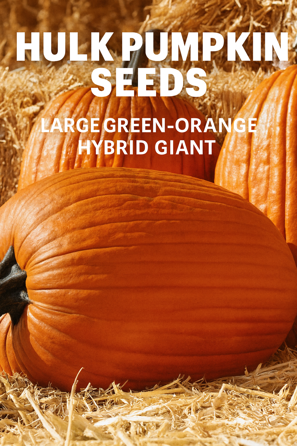 Hulk Pumpkin Seeds showing massive, ribbed orange-green pumpkins with thick stems, grown on straw for beautiful fall display and harvest appeal.