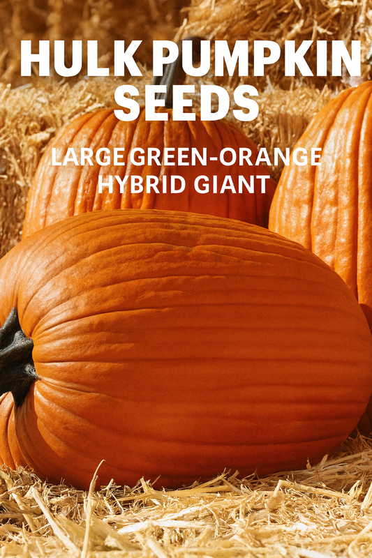 Hulk Pumpkin Seeds showing massive, ribbed orange-green pumpkins with thick stems, grown on straw for beautiful fall display and harvest appeal.