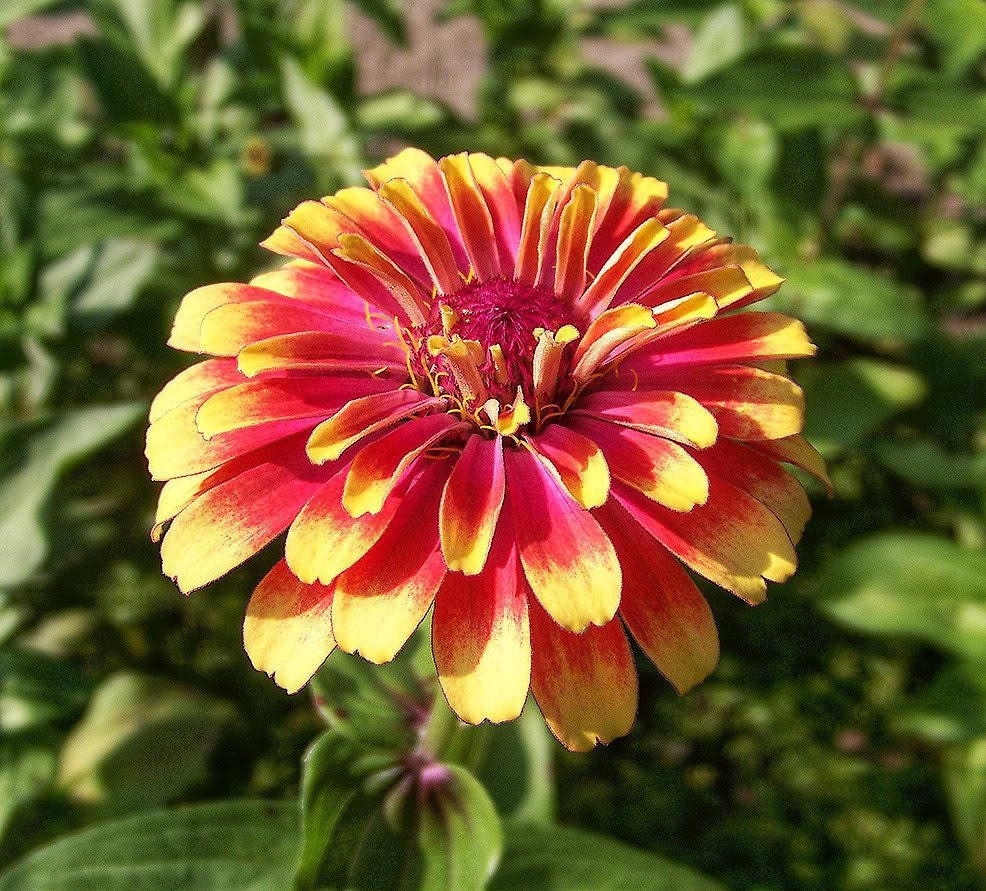 Zinnia Aztec Sunset seeds hot climate full sun garden zinnia varieties