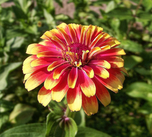 Zinnia Aztec Sunset seeds hot climate full sun garden zinnia varieties