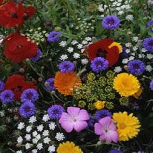 A vibrant mix of summer cut flowers in full bloom — zinnias, cosmos, lisianthus, and asters for non-stop garden color all season long