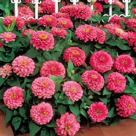 Dreamland Pink zinnia flowers grown from seed
