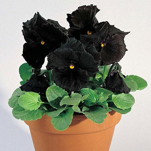 How to grow pansy seeds from seed to bloom - Garden Starts Nursery