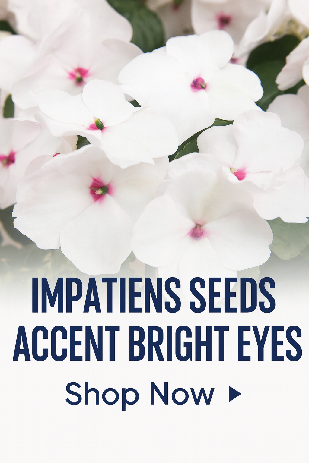 Clusters of Accent Bright Eyes impatiens with soft white petals and striking pink centers blooming against dark green foliage in a shady garden