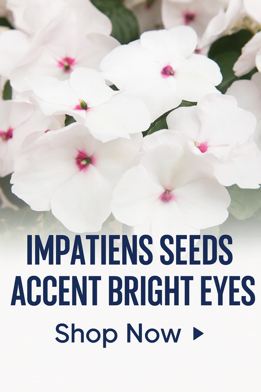 Clusters of Accent Bright Eyes impatiens with soft white petals and striking pink centers blooming against dark green foliage in a shady garden