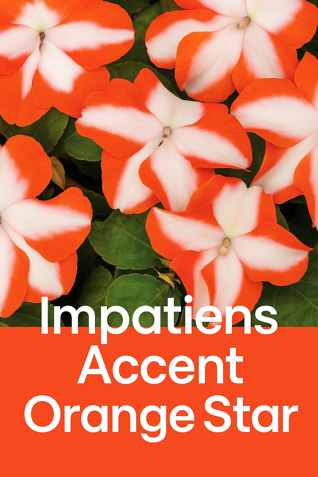 Clusters of bright orange Accent Orange Star impatiens with bold white star-shaped centers blooming in a shady garden bed