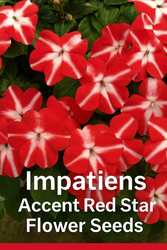“Vibrant red Accent Red Star impatiens with striking white star-shaped centers blooming in clusters against dark green foliage, ideal for shade gardens