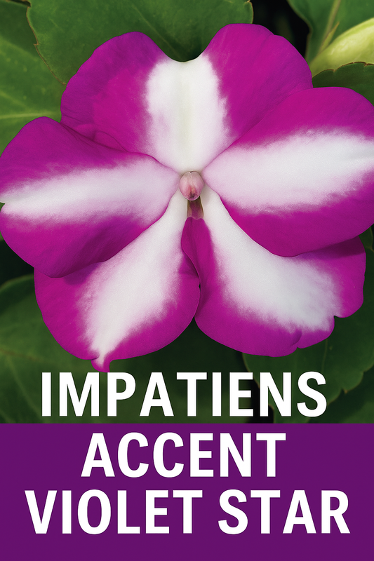 Accent Violet Star impatiens with deep violet petals and striking white star-shaped centers blooming against green foliage in a shaded garden bed