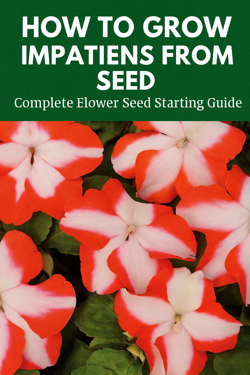 Bright red and white impatiens flowers in full bloom, perfect shade-loving plants grown from seed for colorful summer gardens.