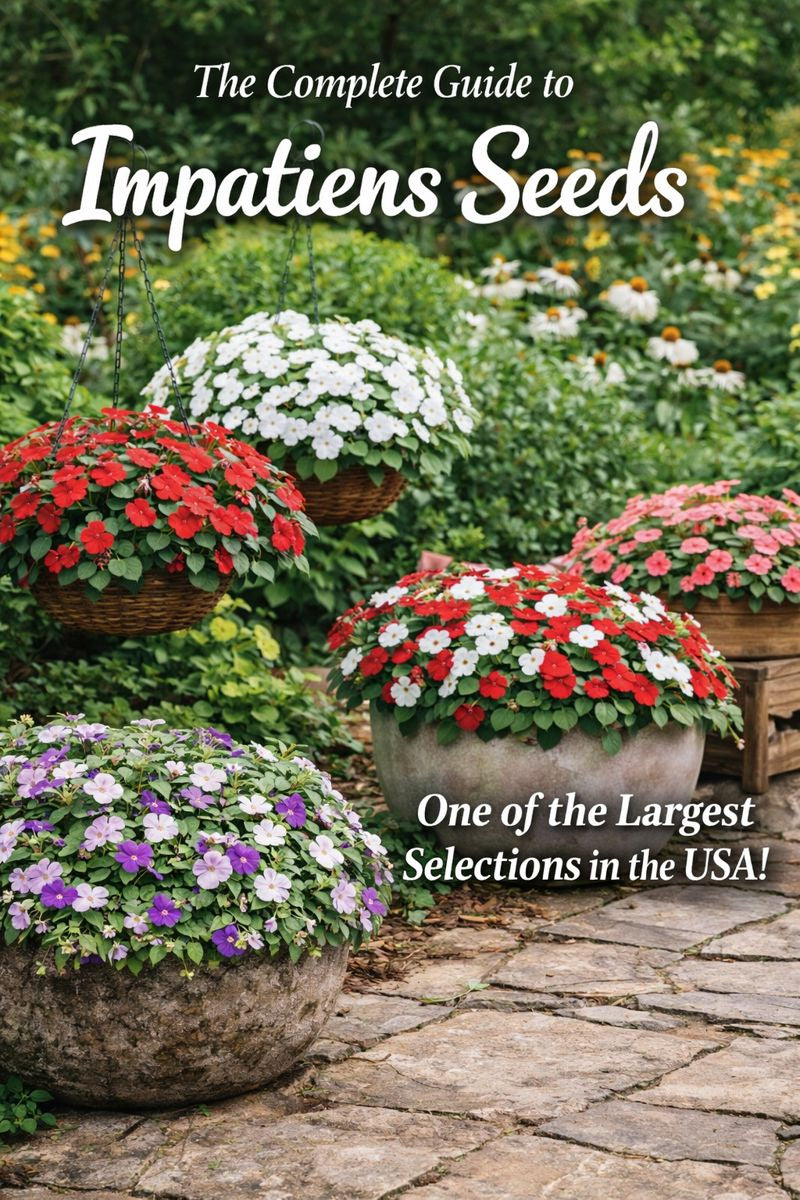 Impatiens in outdoor planters and hanging baskets
