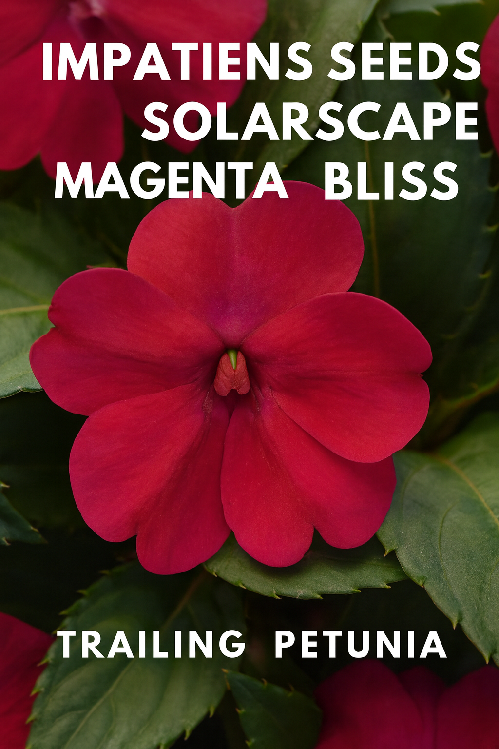 Impatiens Solarscape Magenta Bliss blooms in garden bed