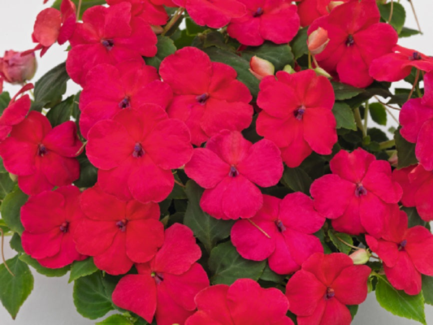 how-to-start-impatiens-from-seeds-garden-starts-nursery.jpg