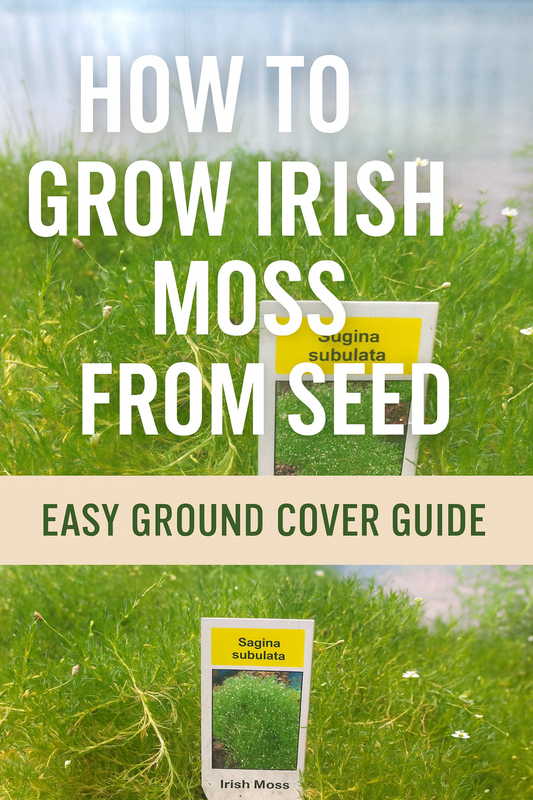 Close-up of Irish moss (Sagina subulata) growing as a lush green ground cover with small white blooms, ideal for pathways and rock gardens