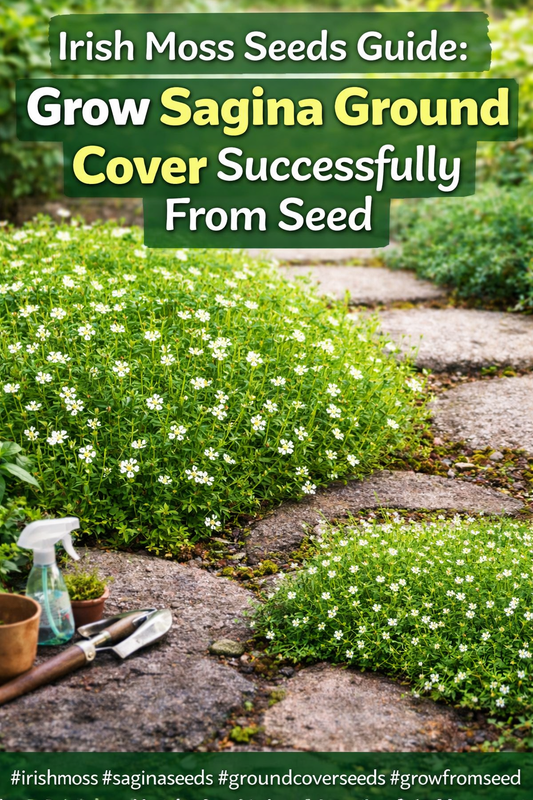 Irish Moss Sagina ground cover growing between stepping stones started from seed indoors