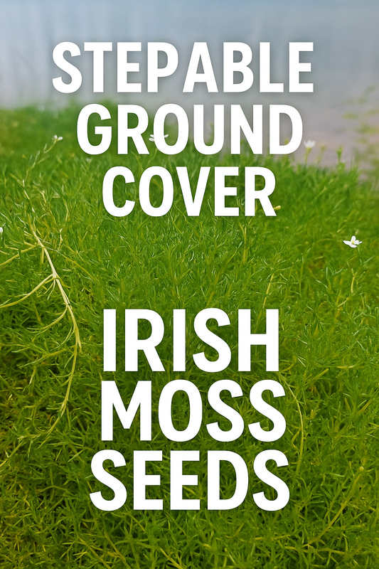 Irish Moss Seeds (Sagina subulata) used as stepable ground cover with lush green foliage and tiny white flowers, ideal for rock gardens and pathways with companion plants like sedums