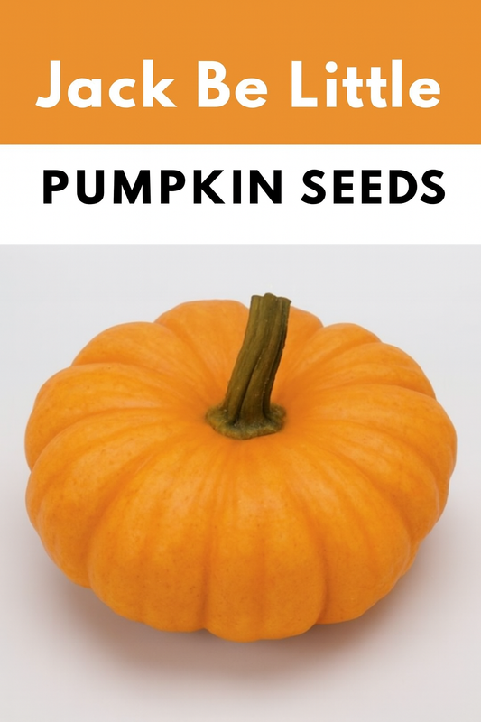 A single bright orange Jack Be Little pumpkin with a short green stem on a clean white background — a miniature pumpkin variety grown from Jack Be Little Pumpkin Seeds, perfect for fall décor, crafts, and small garden displays.