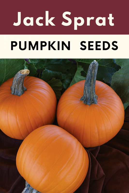 Three bright orange Jack Sprat pumpkins displayed on dark brown fabric with green leaves in the background — compact pie pumpkins grown from Jack Sprat Pumpkin Seeds, ideal for homemade pies and fall decorating.