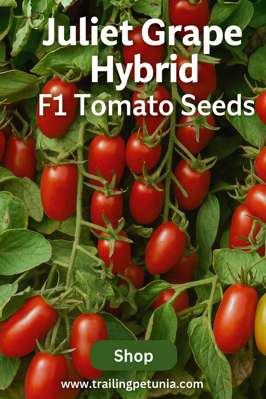 Clusters of Juliet Grape Hybrid F1 Tomatoes growing on the vine – sweet, firm, crack-resistant grape tomatoes with heavy yields