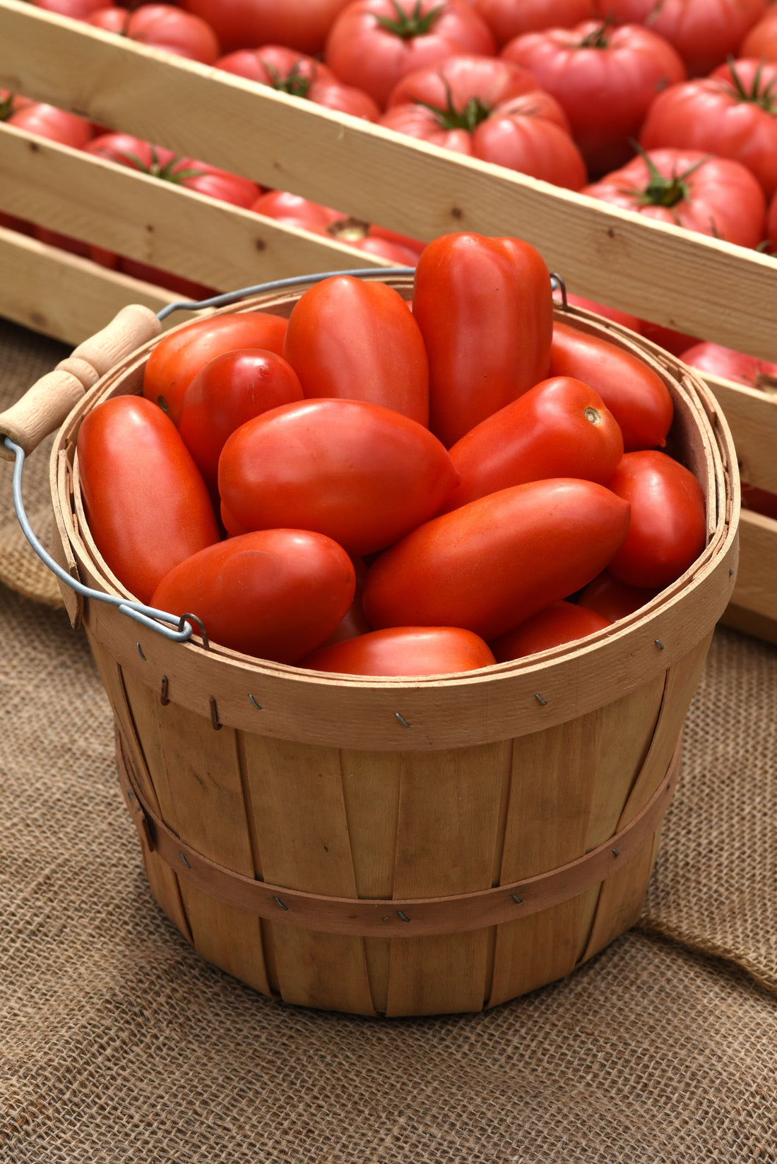 Tomato La Roma Hybrid Tomato Seeds