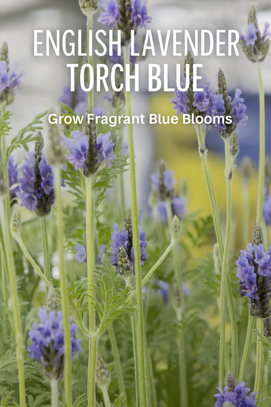 English Lavender Torch Blue (Lavandula) with tall blue flower spikes and fragrant green foliage, ideal for borders, containers, and pollinator gardens
